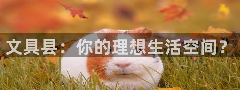 龙八国际官方登录网址：文具县：你的理想生