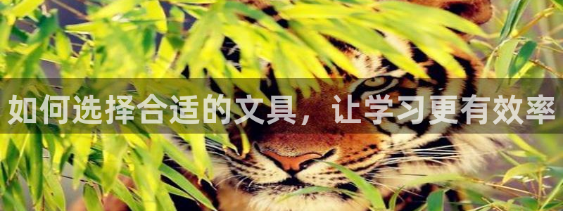 下载龙八国际官网：如何选择合适的文具，让