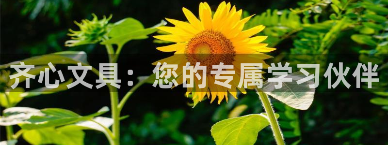 龙八国际登录密码：齐心文具：您的专属学习