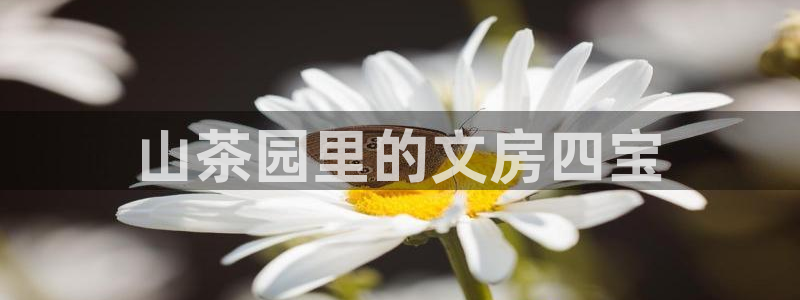 龙八国际客户端下载官网：山茶园里的文房四