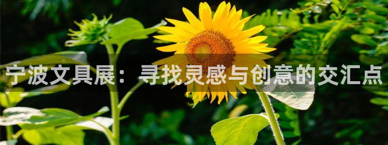 龙八国际手机版下载地址：宁波文具展：寻找